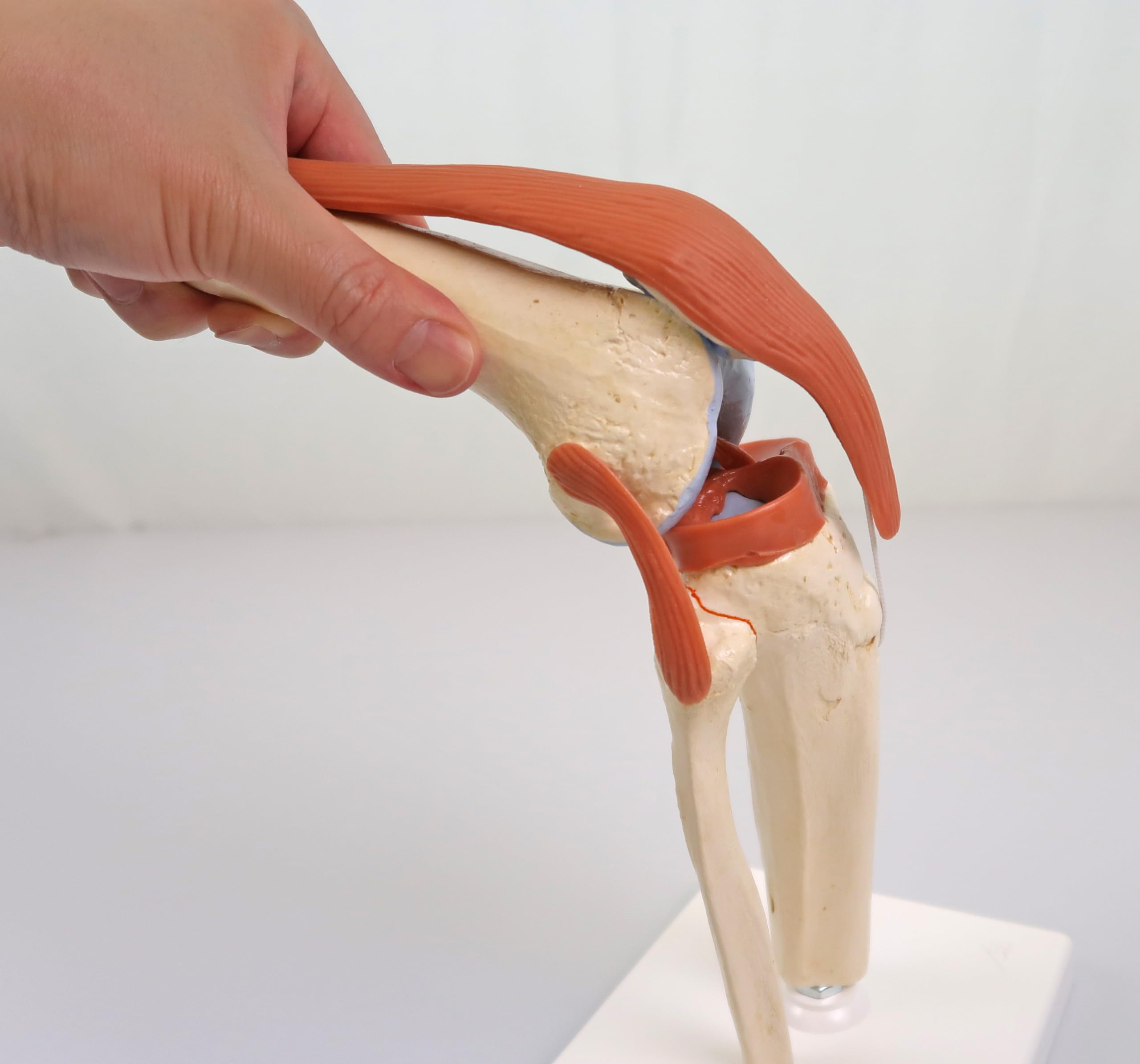 膝関節模型 伸縮性のある靭帯付き 機能モデル - 3B Scientific Amazon.co.jp: 可動型の膝関節模型，伸縮性のある靭帯付き，関節面を